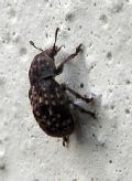 Anthribus nebulosus